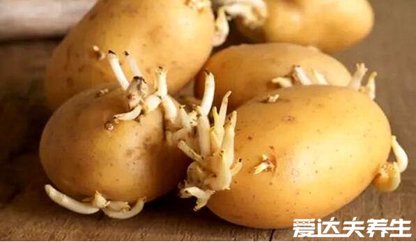 发芽的土豆还能吃吗，刚发一点小芽都可以吃但要处理干净