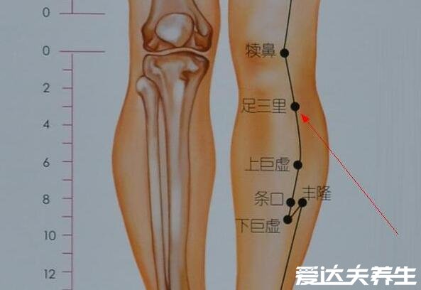 足三里的准确位置图片，握一下膝盖就能精准找到穴位