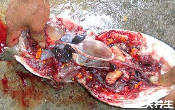 鲜活甲鱼怎么杀，大厨教你安全快速的宰杀处理甲鱼