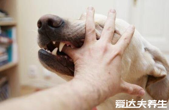 狗咬了多久过安全期，三个月以上能过但因及时注射疫苗
