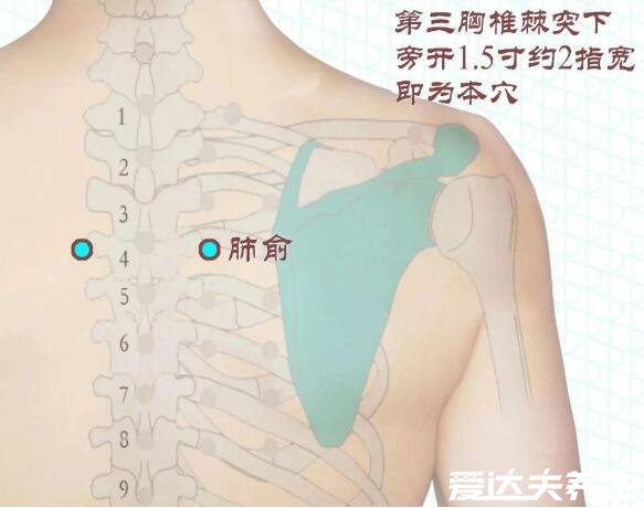 肺俞的准确位置图片，位于第三胸椎和肩胛骨之间主治咳喘