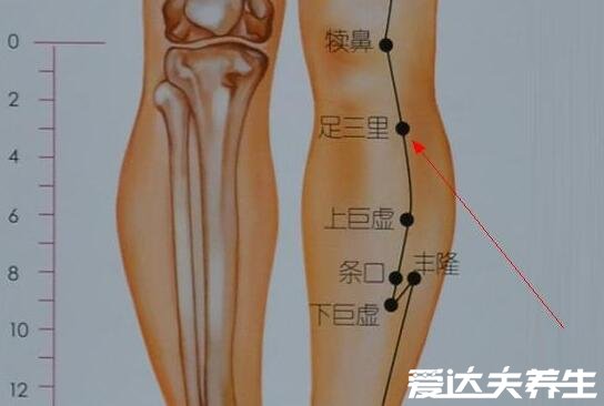 足三里的准确位置图片及其功效，在膝盖凹陷下三寸处可缓解胃痛