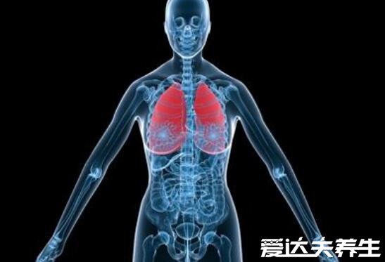 人体器官结构图五脏六腑肾的位置，心位于偏左侧/肝位于腹部