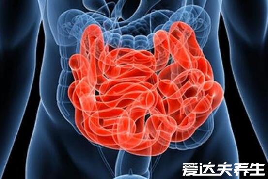 人体器官结构图五脏六腑肾的位置，心位于偏左侧/肝位于腹部