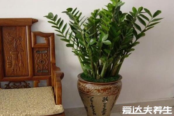 客厅最旺宅的大型植物，罗汉松象征代代是富翁