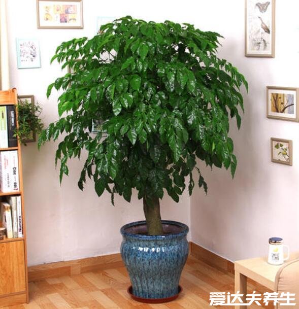 客厅最旺宅的大型植物，罗汉松象征代代是富翁