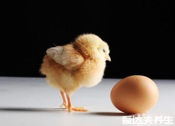 先有鸡还是先有蛋标准答案，先进化出鸡后才有鸡蛋
