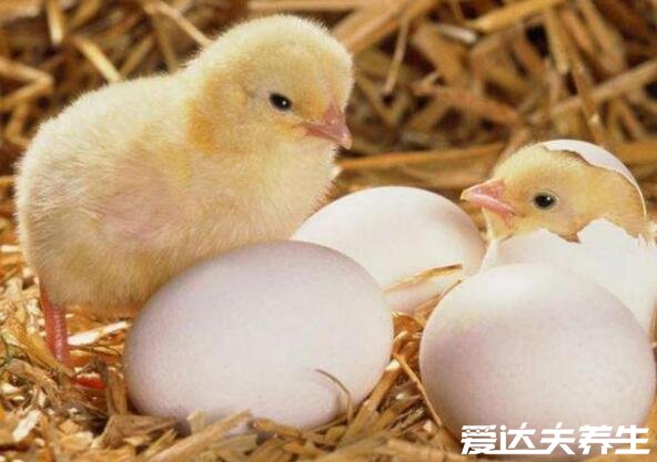 先有鸡还是先有蛋标准答案，先进化出鸡后才有鸡蛋
