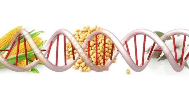 转基因是什么意思，转基因食品的4大危害