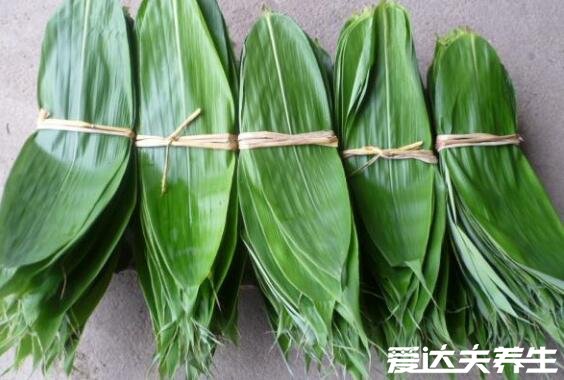 粽子叶是什么植物的叶子，北方芦苇叶/南方箬叶(附包粽子的方法)