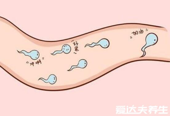 碱性乳白体是什么，指男性精液由精浆和精子组成(图片)