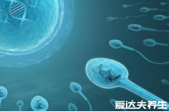 碱性乳白体是什么，指男性精液由精浆和精子组成(图片)