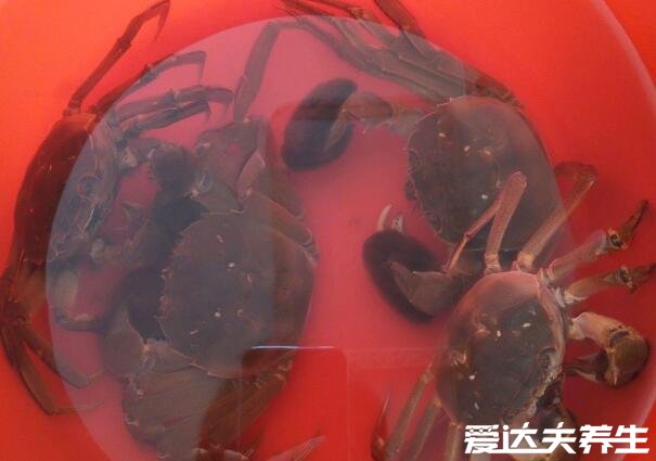 河蟹怎么保存不会死，最推荐水桶养殖保存3-5天的最新鲜