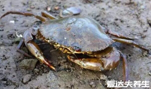 河蟹死了能不能吃了，常温下4小时以内能吃(超过24小时赶紧丢)