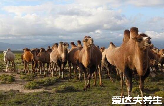 骆驼奶的营养价值及多少钱一斤，蕴含丰富的维生素C(750元一斤)