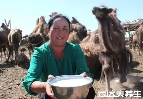 骆驼奶的营养价值及多少钱一斤，蕴含丰富的维生素C(750元一斤)