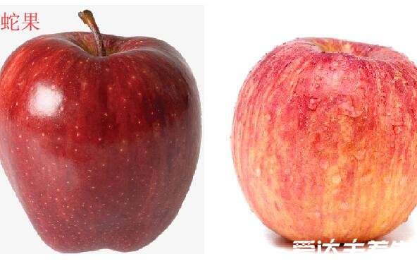 蛇果和苹果的区别，蛇果品种更优/价格更高/功效超多(图片)