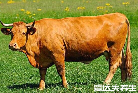毛肚是什么动物身上的，为牛身上的瘤胃口(附挑选方法)
