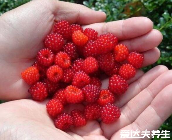 树莓是什么，营养丰富的聚合浆果也叫覆盆子(图片)