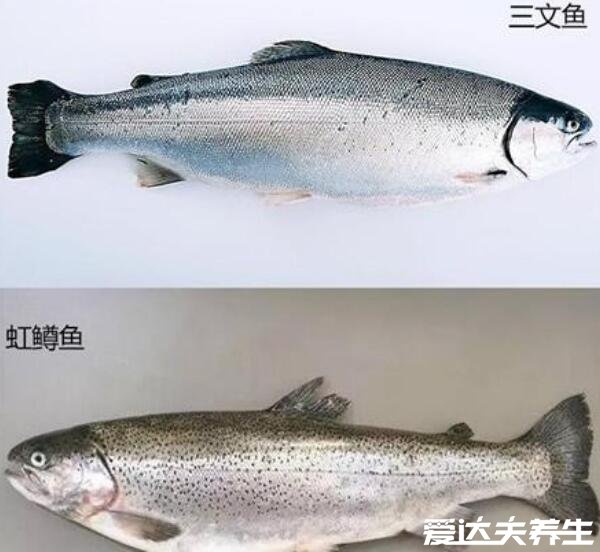虹鳟鱼和三文鱼的区别，肉质口感/外观/价格有很大区别