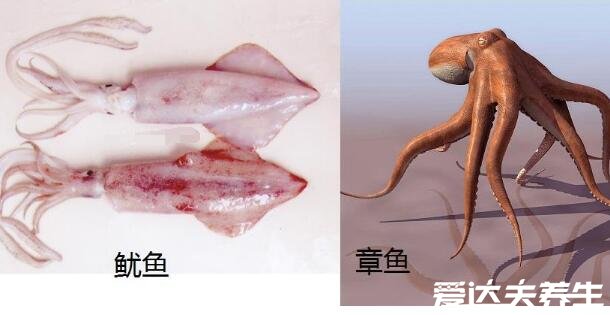 章鱼和鱿鱼的区别，外观/生活习性/营养价值/食用方法都不同