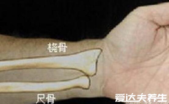 桡骨是哪个部位图片，位于手臂上端内侧与手腕相连(内尺外桡)