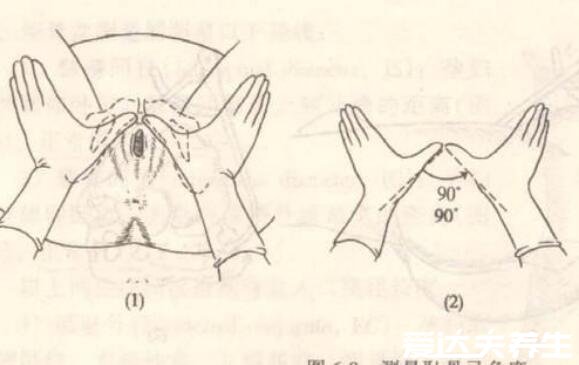 孕妇耻骨位置图片，位于下腹部与两腿之间(孕妈妈必看)