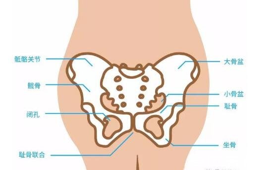 孕妇耻骨位置图片，位于下腹部与两腿之间(孕妈妈必看)