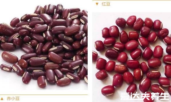 红豆与赤小豆的区别，红豆矮胖食用为主/赤小豆瘦长药用为主