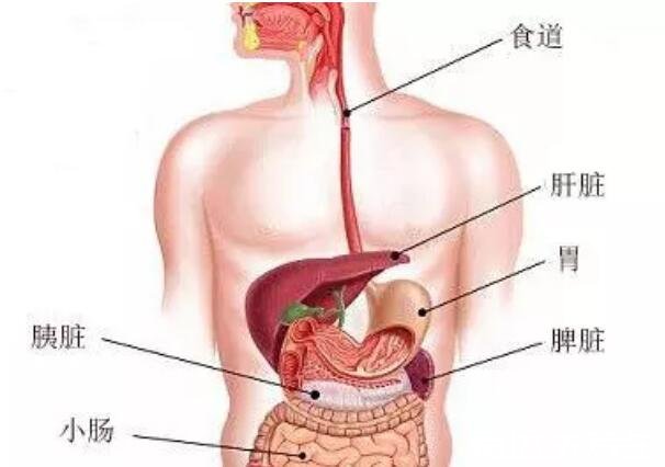 胃在什么位置图片，左胸骨下方凹陷处/肚脐上方靠近心窝处