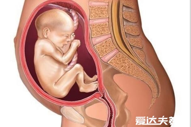 怀孕1一9月肚子变化图，第三个月开始肚子开始明显变大