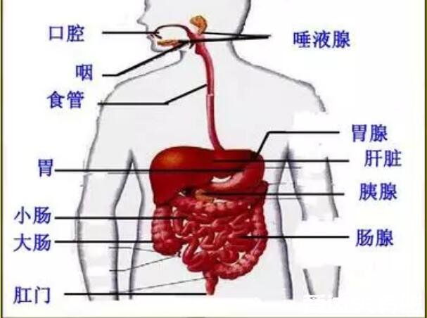 胰腺在人体的哪个部位图解，深埋于右上腹腹腔中心