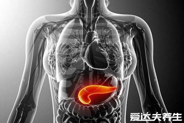 胰腺在人体的哪个部位图解，深埋于右上腹腹腔中心