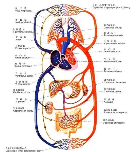 人体内脏结构图，人体系统及五脏六腑位置介绍