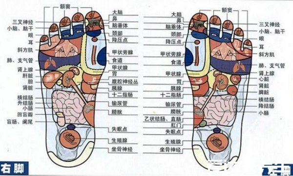 脚底对应的器官图，通过刺激足底就可以治疗身体各器官病症