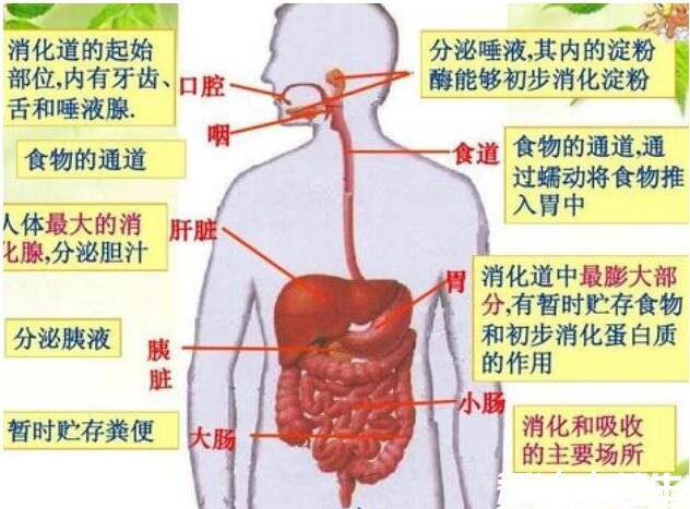 胃在什么位置图片，左上腹靠近心窝的凹陷处