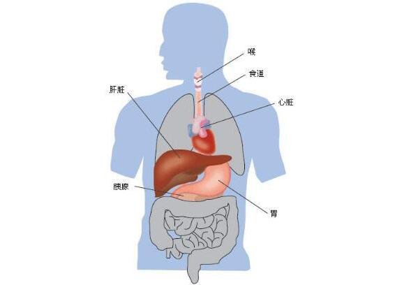 肝在哪个位置，超详细肝的位置图解让你精准找到