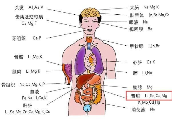 肾在哪个位置图，腹膜后脊柱两侧各有一个(双手叉腰可以找到)