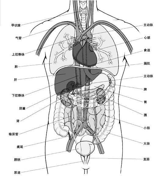 人体内脏器官位置分布图，五脏六腑的位置分布及功能介绍