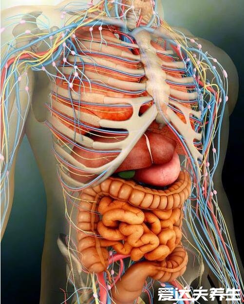 人体内脏器官位置分布图，五脏六腑的位置分布及功能介绍
