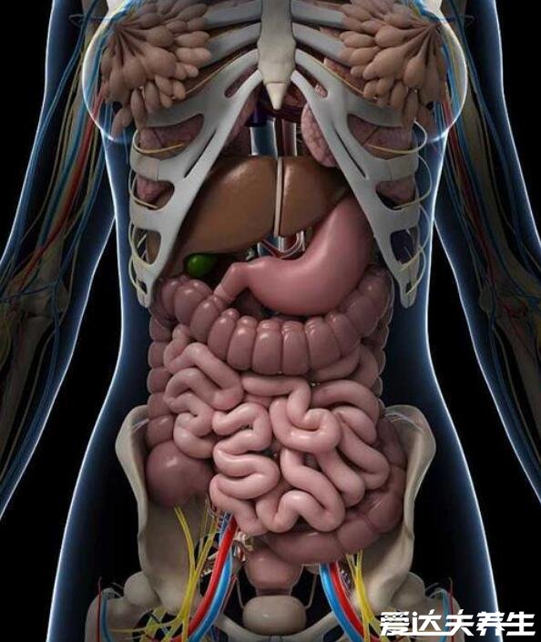 人体内脏器官位置分布图,五脏六腑的位置分布及功能介绍