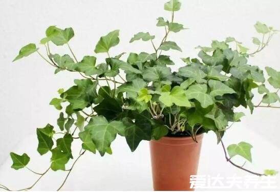 5大适合室内养的植物，不仅好养活还能去甲醛净化空气