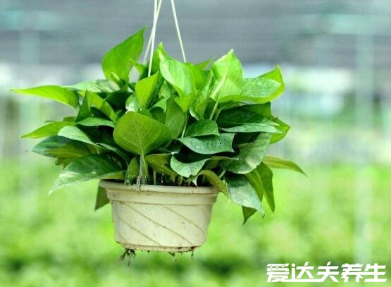 5大适合室内养的植物，不仅好养活还能去甲醛净化空气