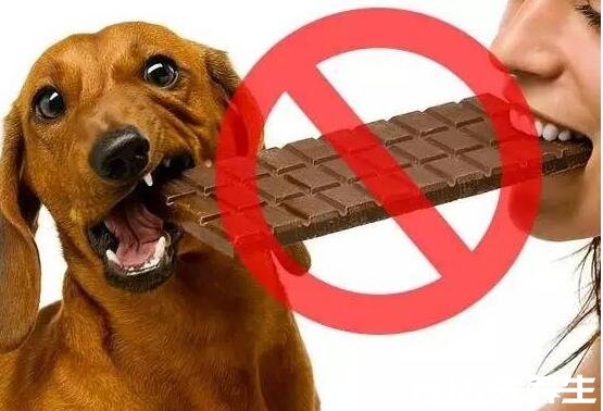 狗为什么不能吃巧克力，含可可碱狗吃了会致命