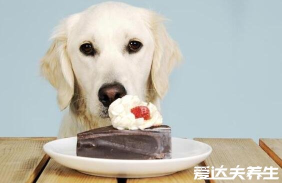 狗为什么不能吃巧克力，含可可碱狗吃了会致命