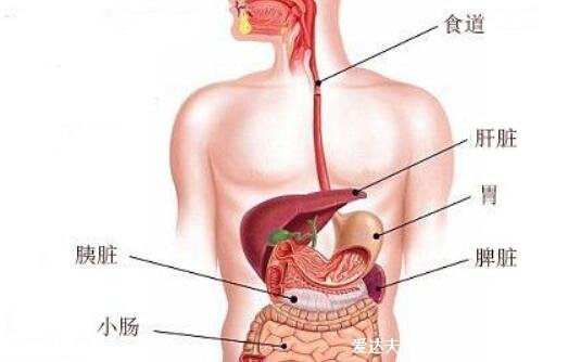 胃在什么位置图片，位于腹腔左上方/胸骨下方的凹陷处