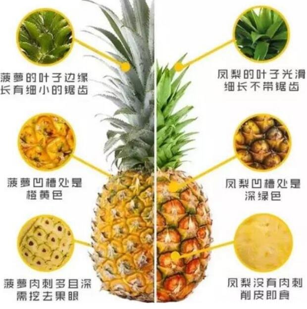 凤梨和菠萝的区别，凤梨和菠萝一样吗