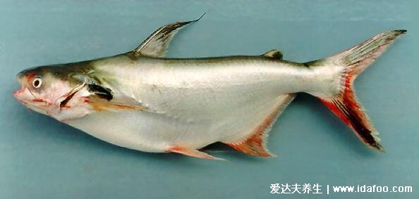巴沙鱼为什么不能吃，养殖和加工问题被扩大化导致被误解