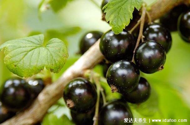 黑醋栗是什么东西什么味道和黑加仑一样吗，同种水果叫法不同