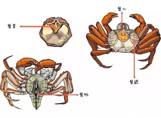 螃蟹哪里不能吃高清图，螃蟹中间部位最不能吃